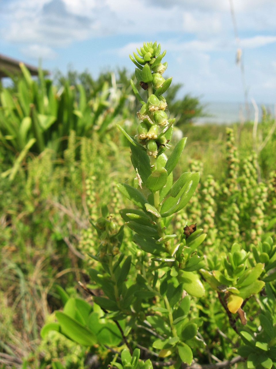 Iva imbricata habit