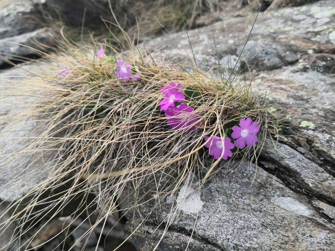 Primula wulfeniana flower