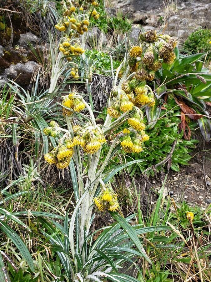 Senecio comosus flower