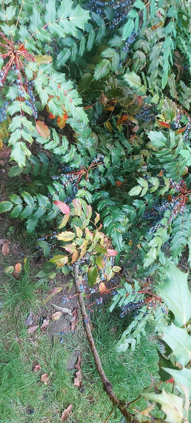 Berberis japonica fruit