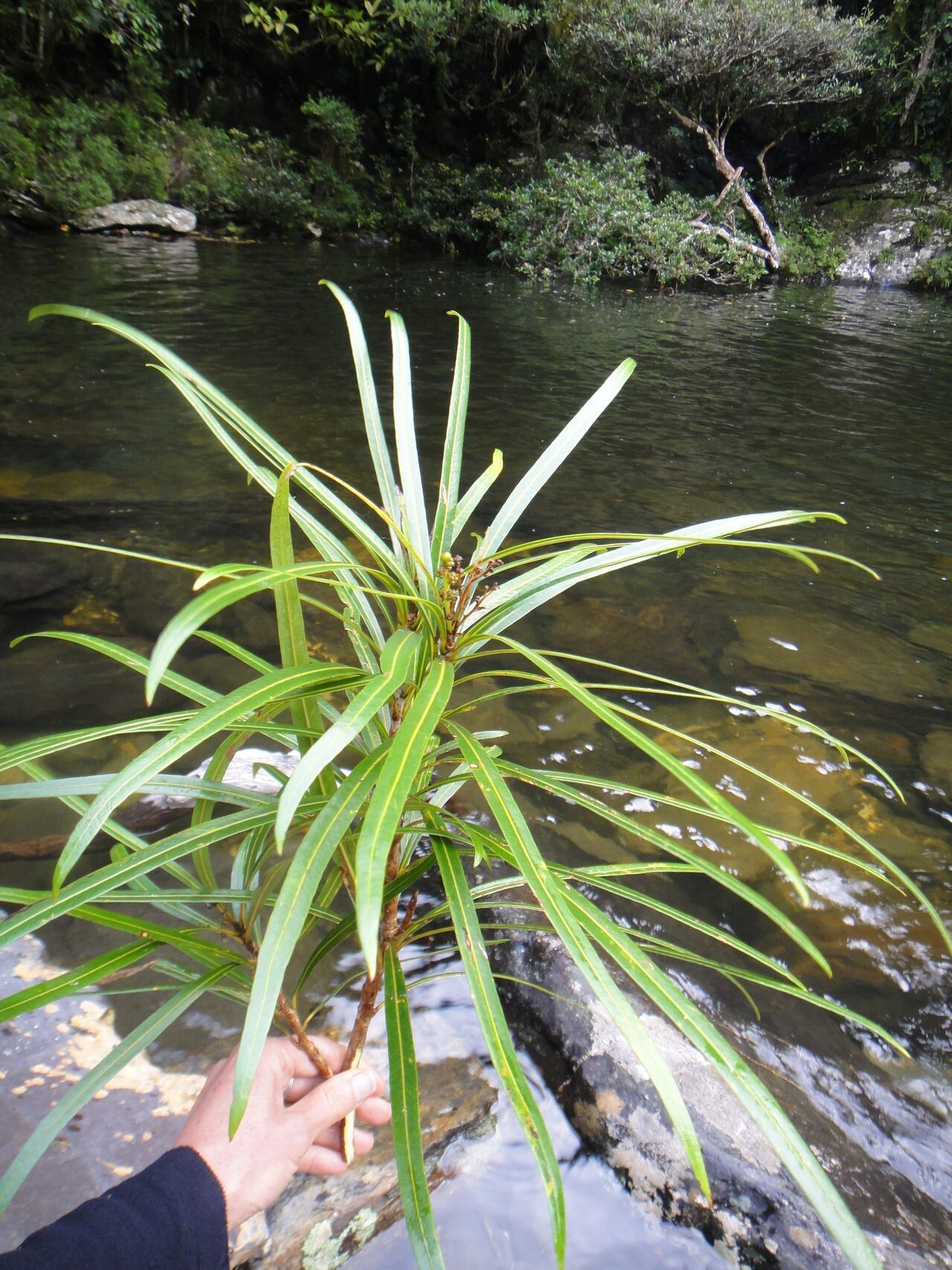 Meryta rivularis habit