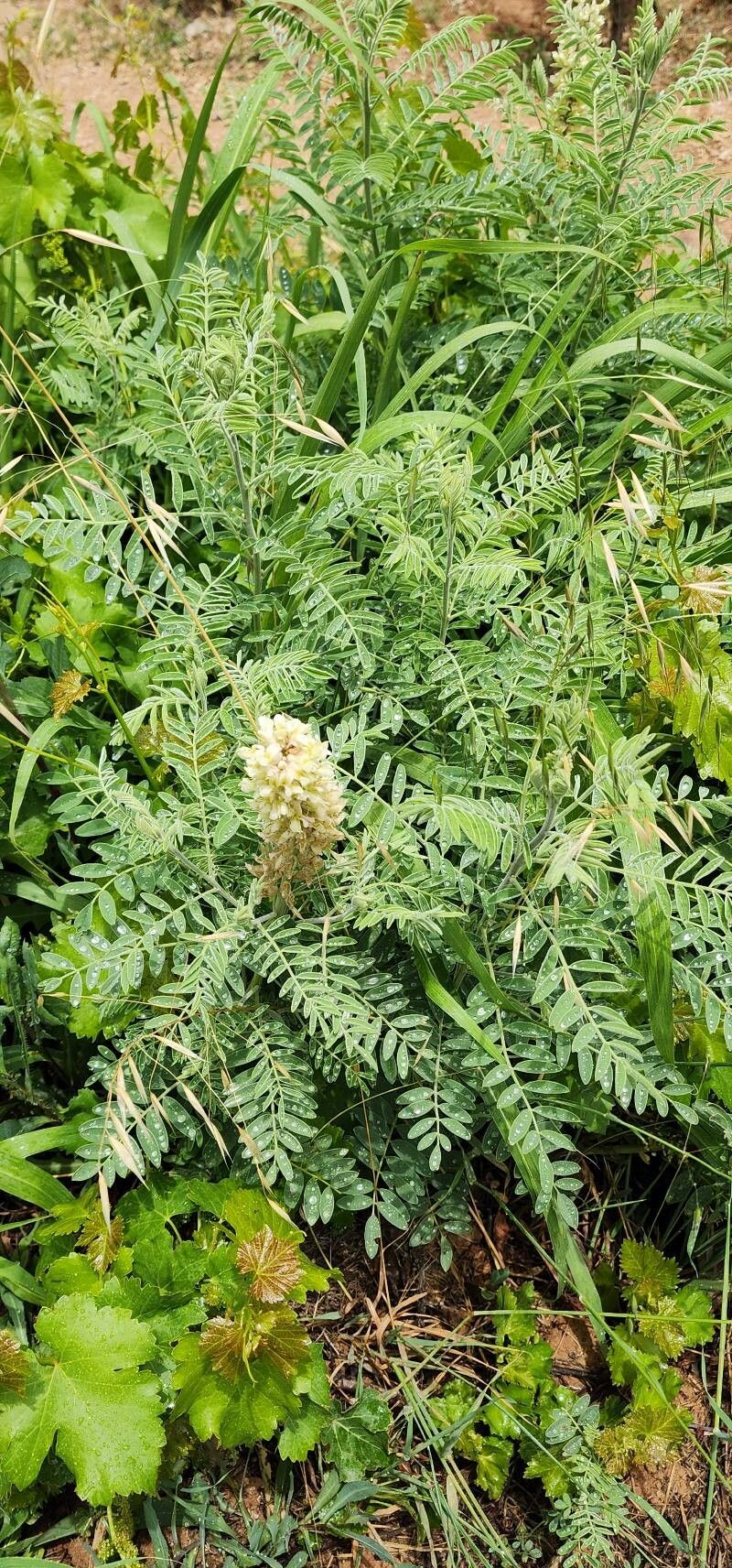 Sophora alopecuroides habit