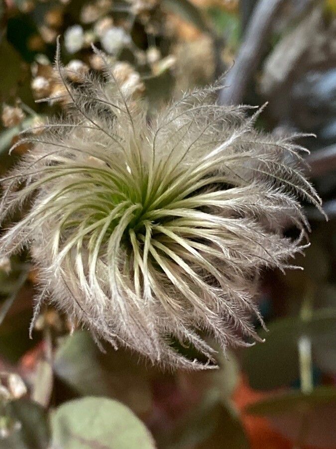 Clematis alpina fruit