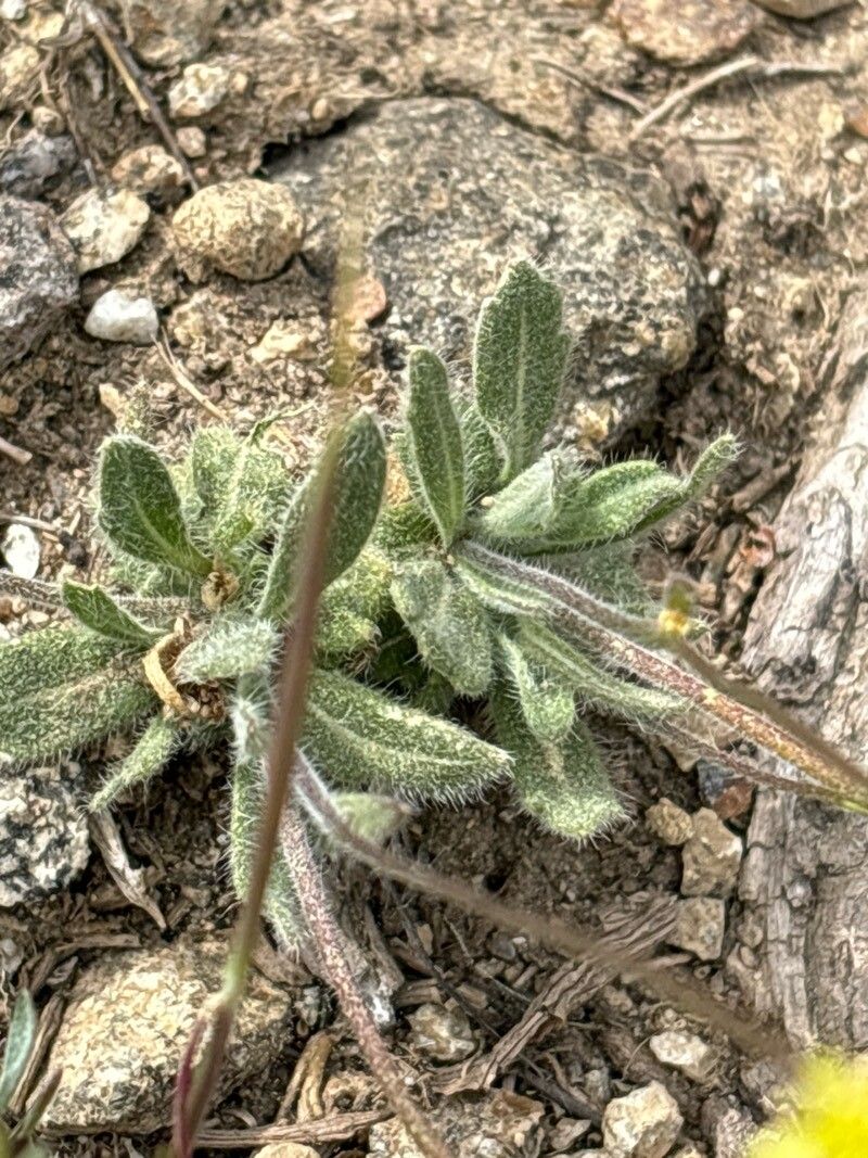 Biscutella intermedia — houseplant care guide