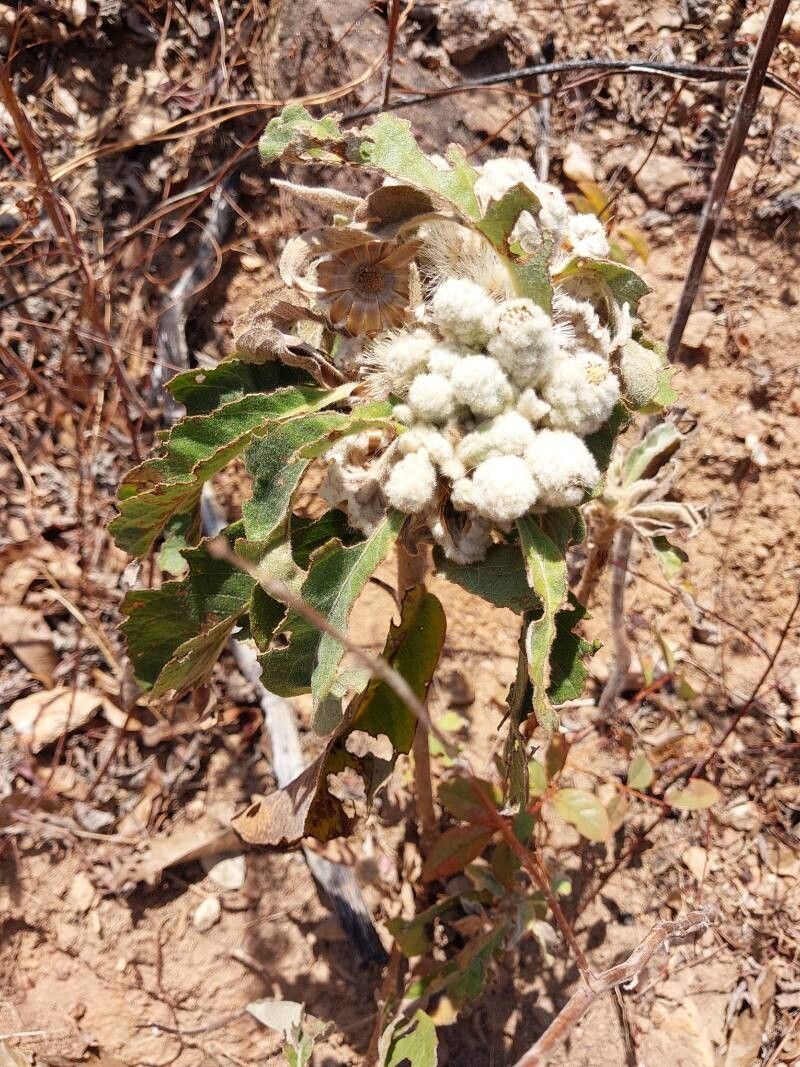 Vernonia cephalophora habit