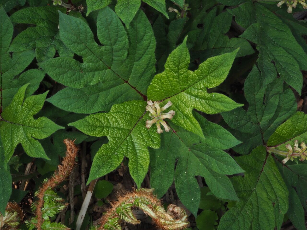 Triosteum pinnatifidum — related species from the same genus