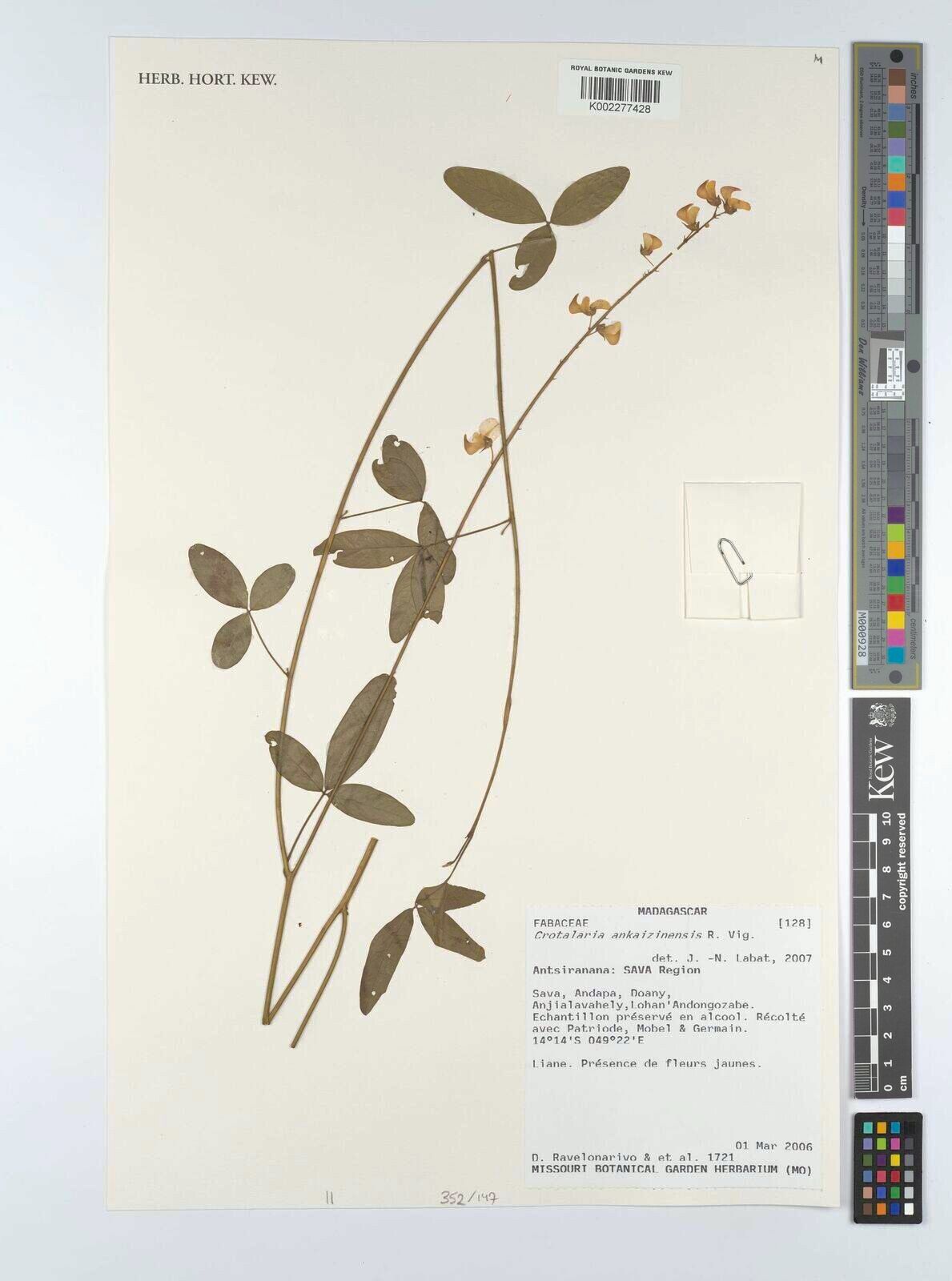 Crotalaria ankaizinensis — houseplant care guide