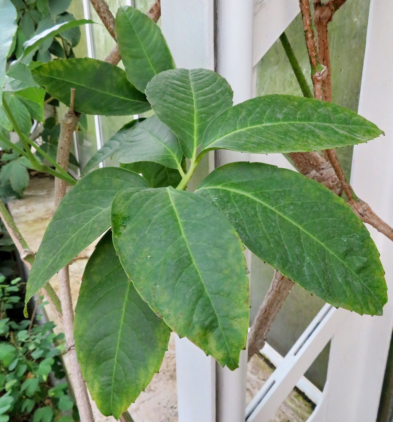 Tetrastigma rumicispermum leaf