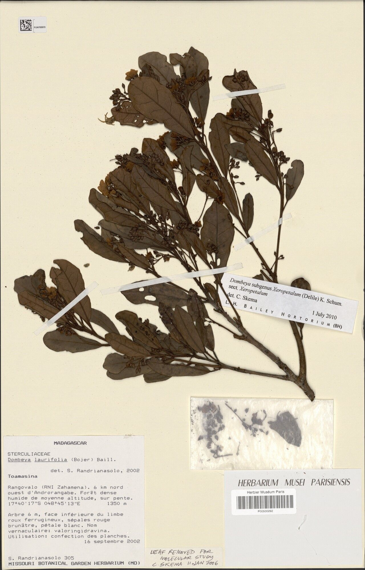 Dombeya oblongifolia — houseplant care guide