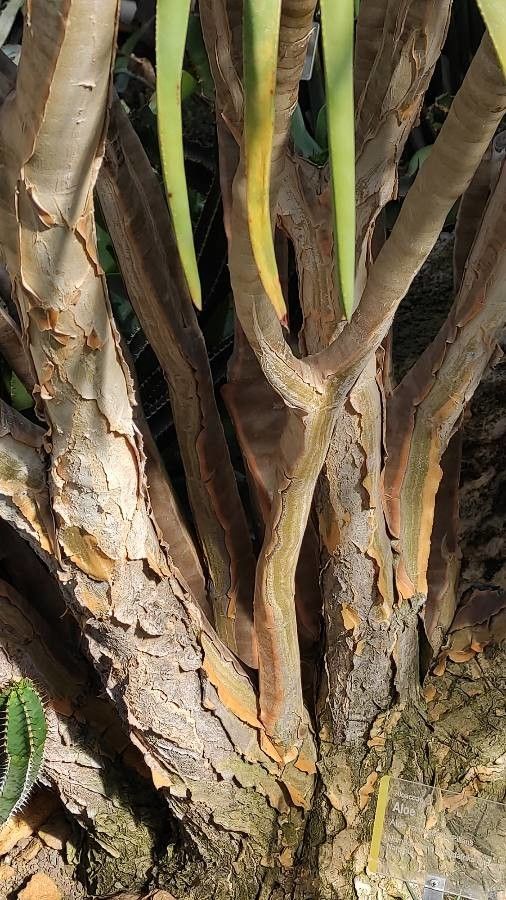 Aloe ramosissima bark