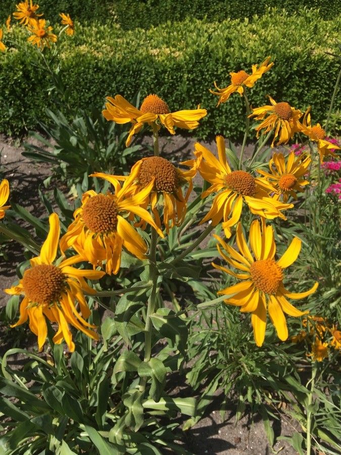 Hymenoxys hoopesii flower