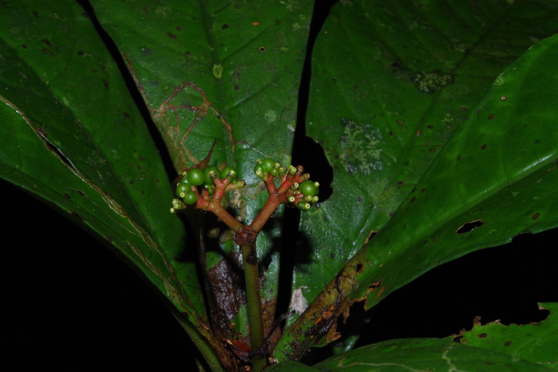Chassalia ischnophylla fruit