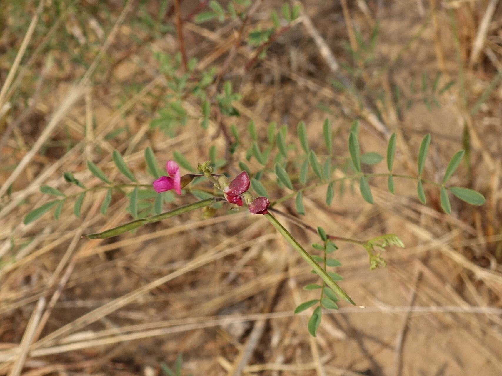 Indigofera blaiseae — search result for 'Indigofera'