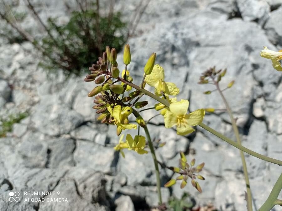 Brassica montana flower