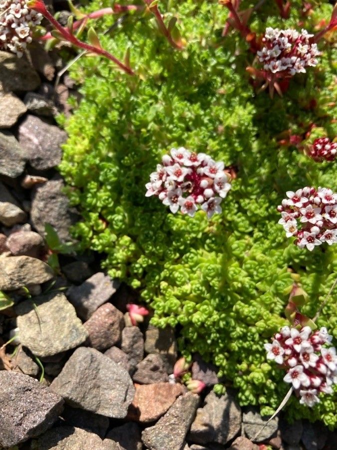 Crassula setulosa flower