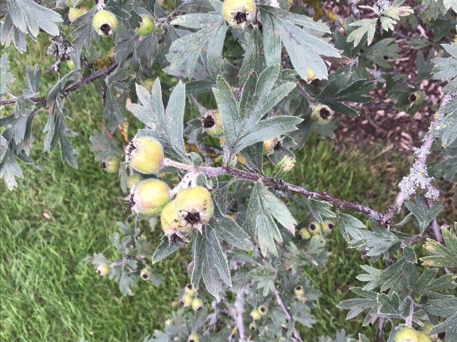 Crataegus orientalis fruit