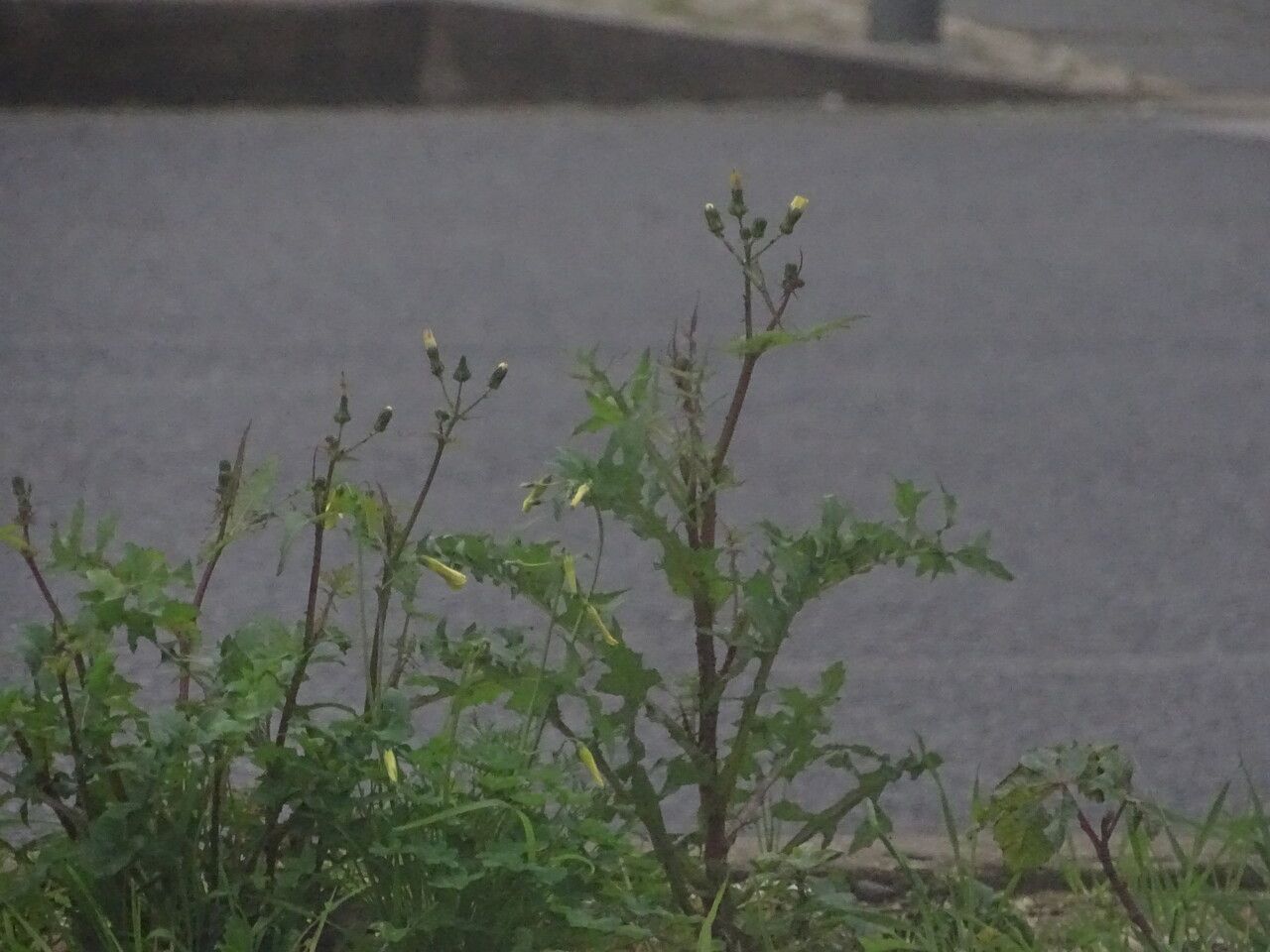 Sonchus tenerrimus leaf