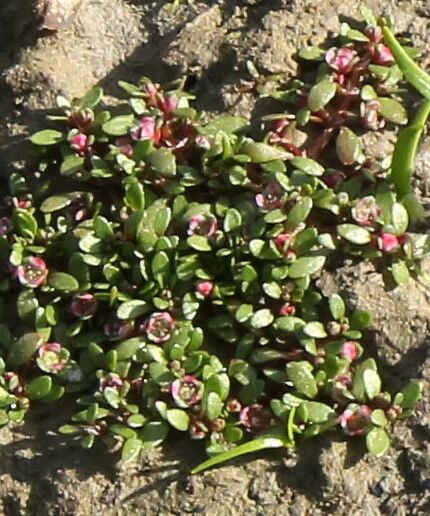 Elatine hexandra flower