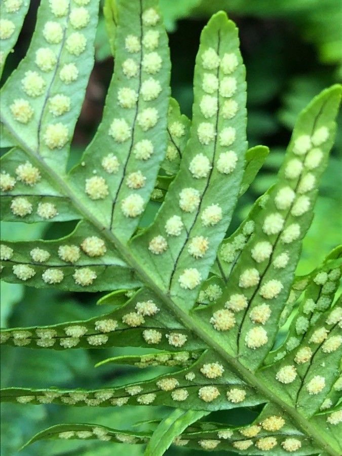 Polypodium vulgare fruit