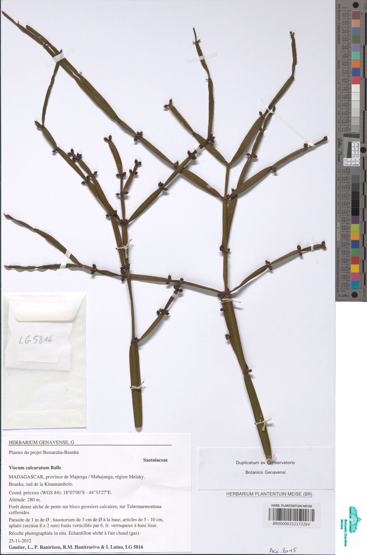 Viscum calcaratum — houseplant care guide