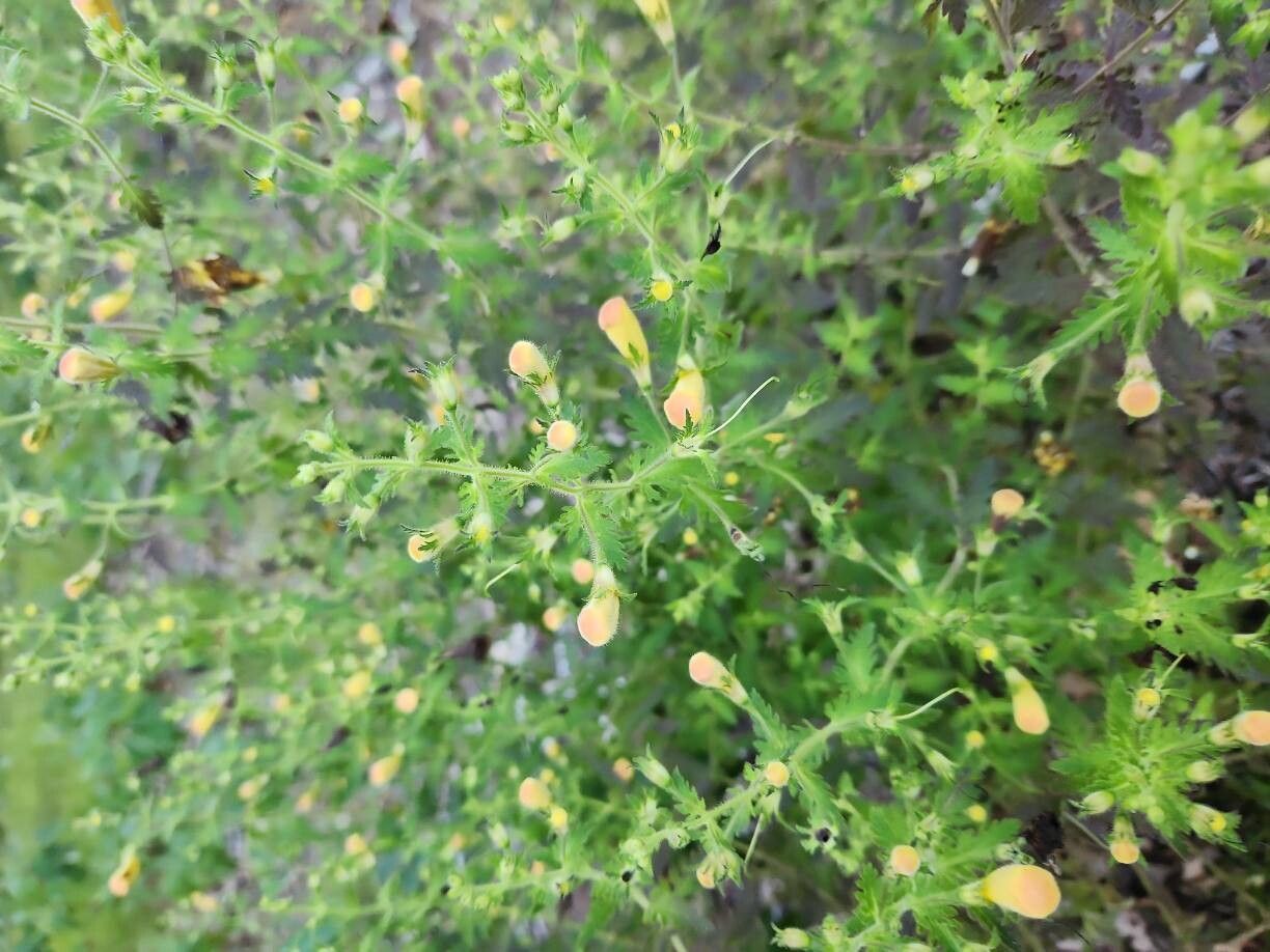 Aureolaria pedicularia flower