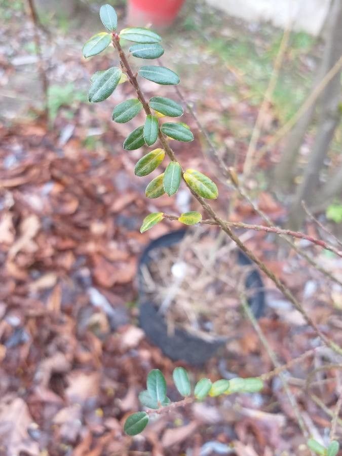 Salix variegata — houseplant care guide