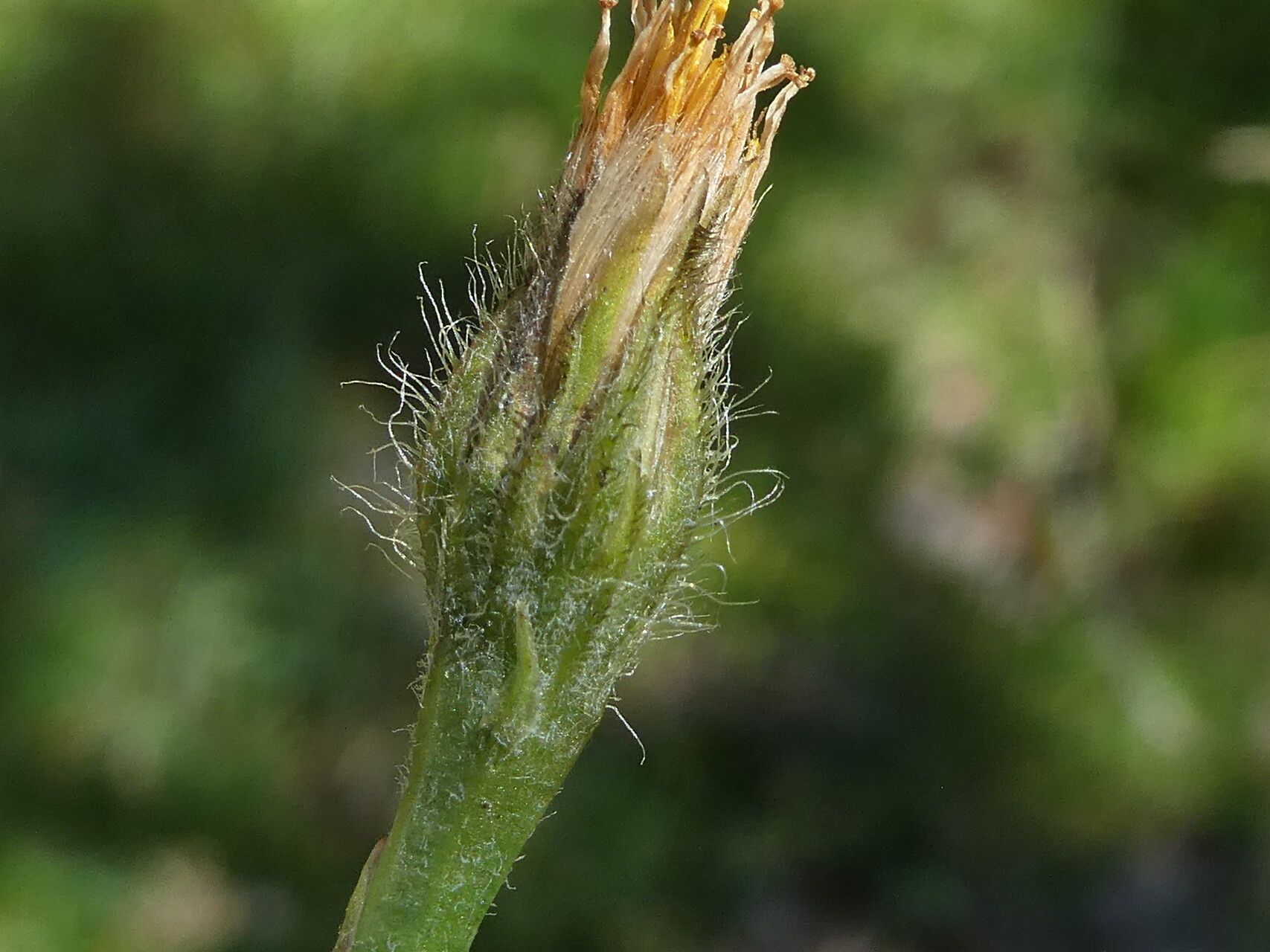 Scorzoneroides duboisii flower