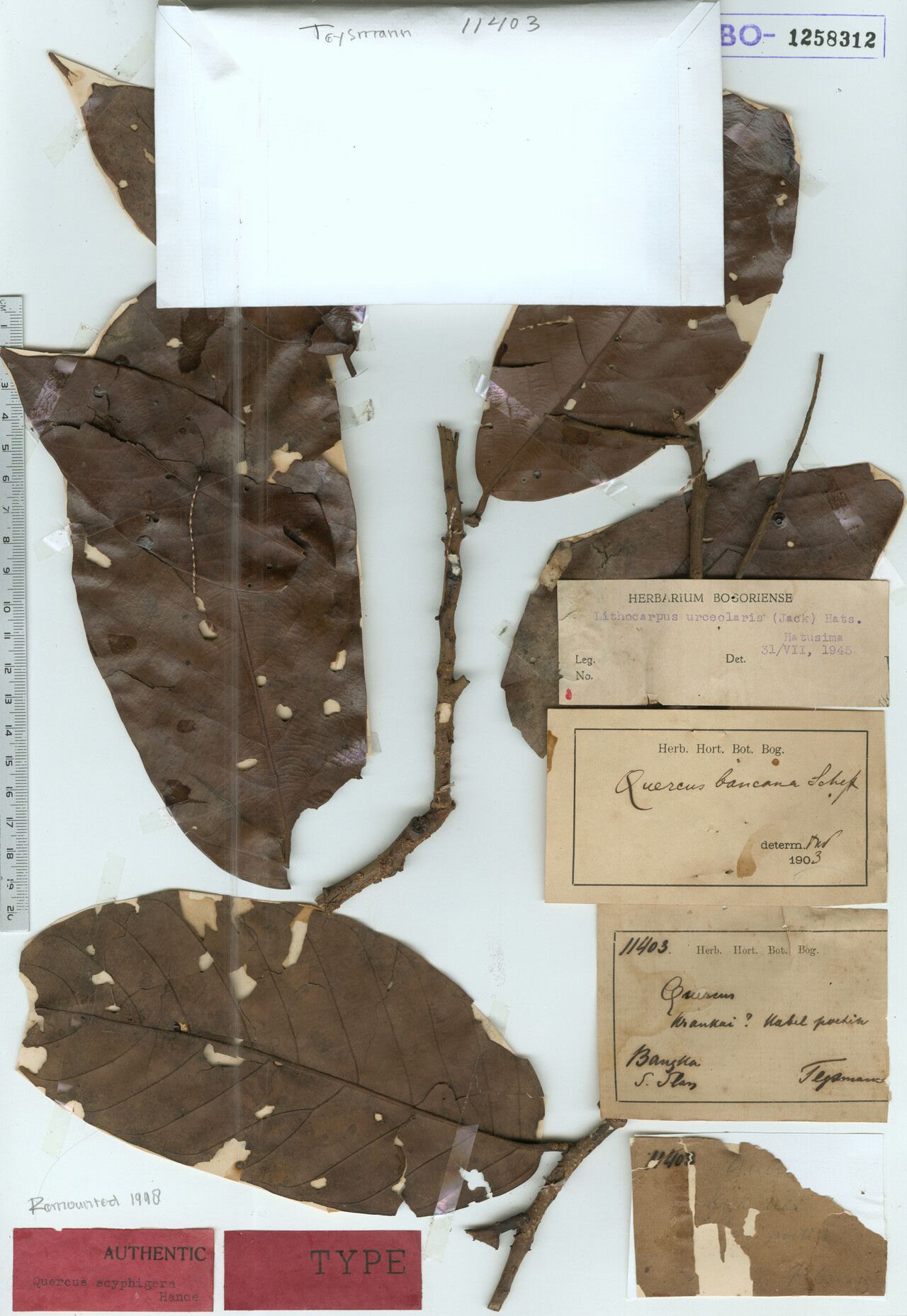 Lithocarpus scyphiger — search result for 'Lithocarpus'