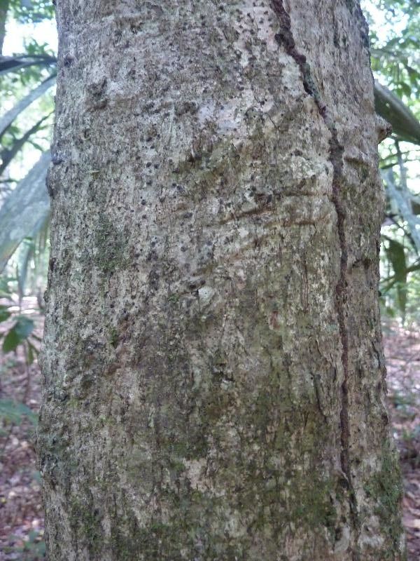 Ouratea guianensis — houseplant care guide