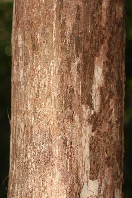 Pouteria fimbriata bark