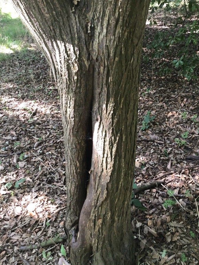 Picrasma quassioides bark