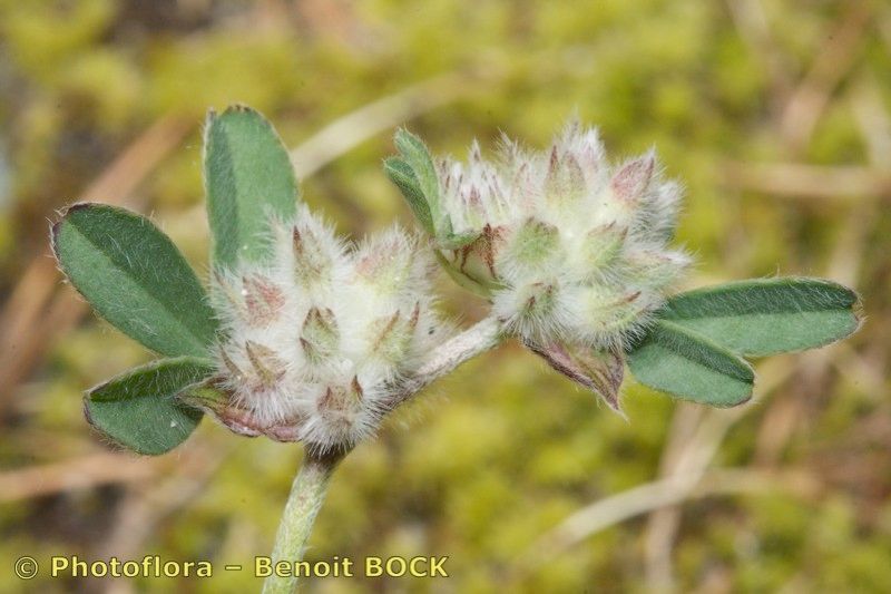 Trifolium saxatile fruit