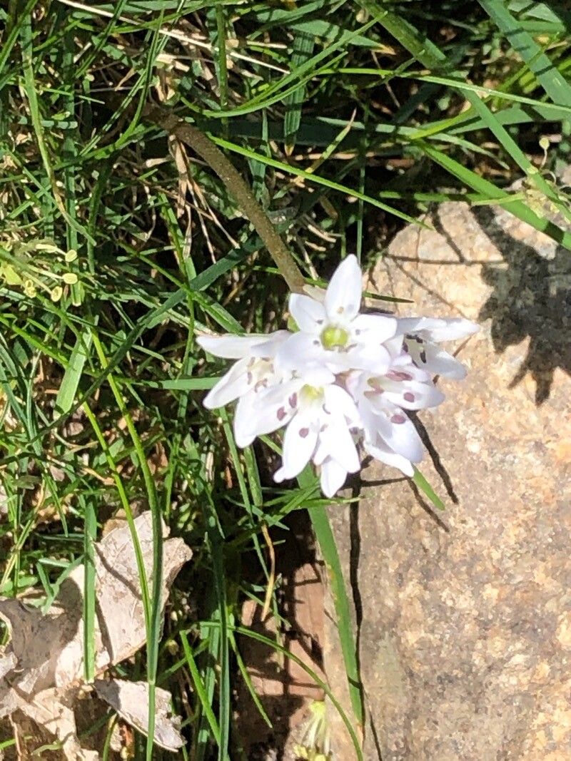 Brimeura fastigiata flower