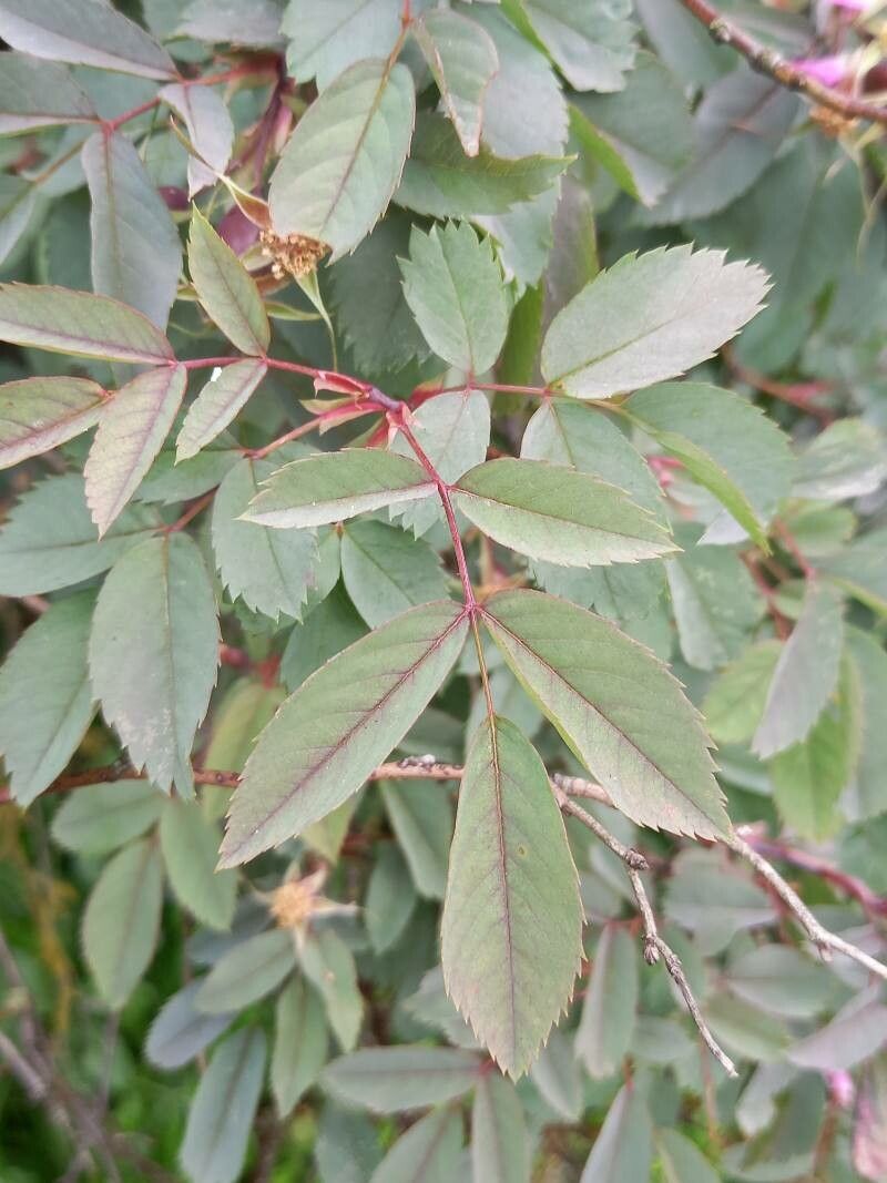 Rosa ferruginea leaf