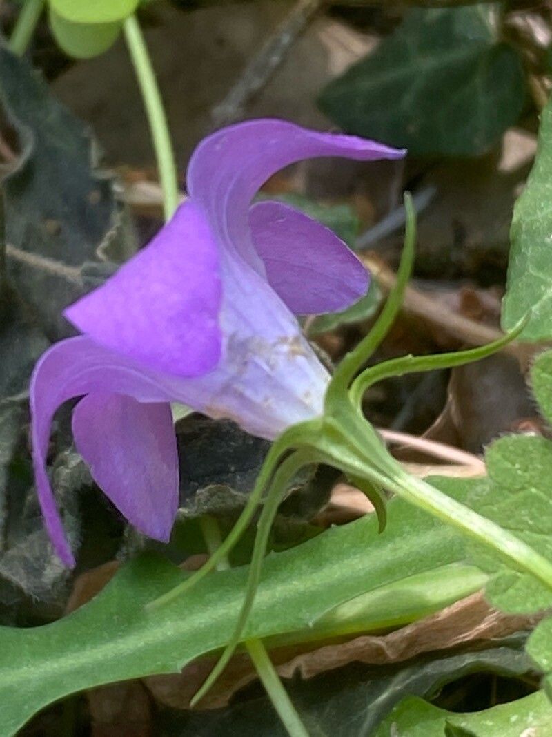 Campanula spatulata flower