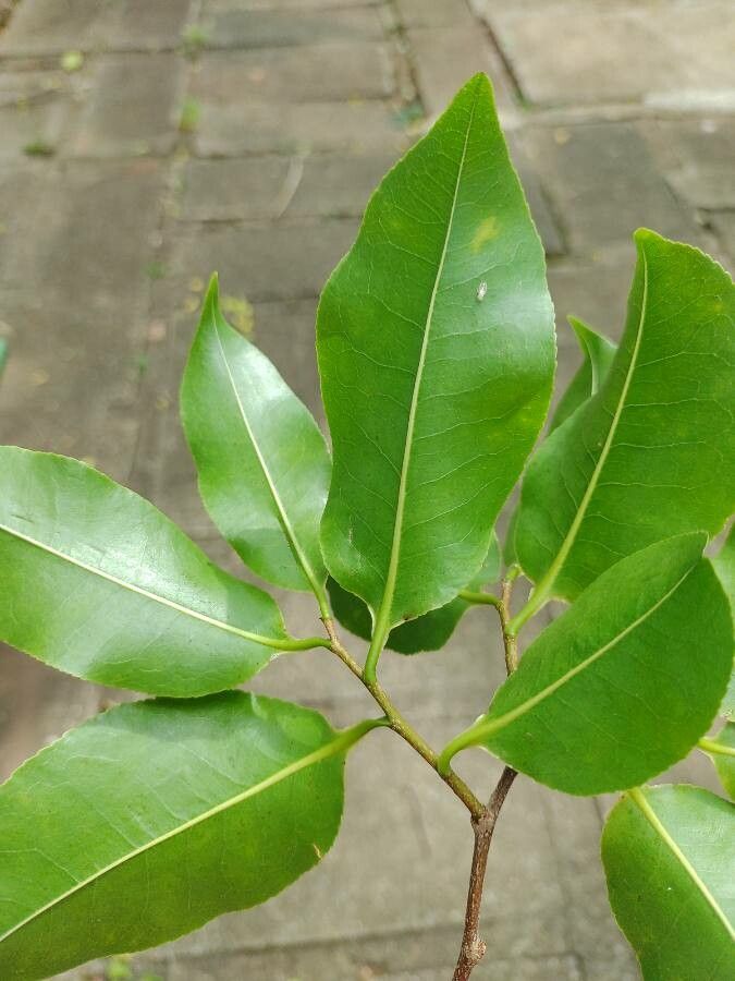 Lecythis pisonis — houseplant care guide