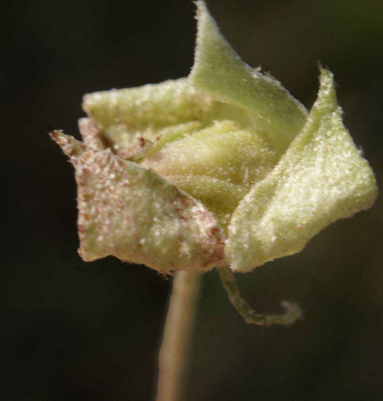 Malvella leprosa fruit