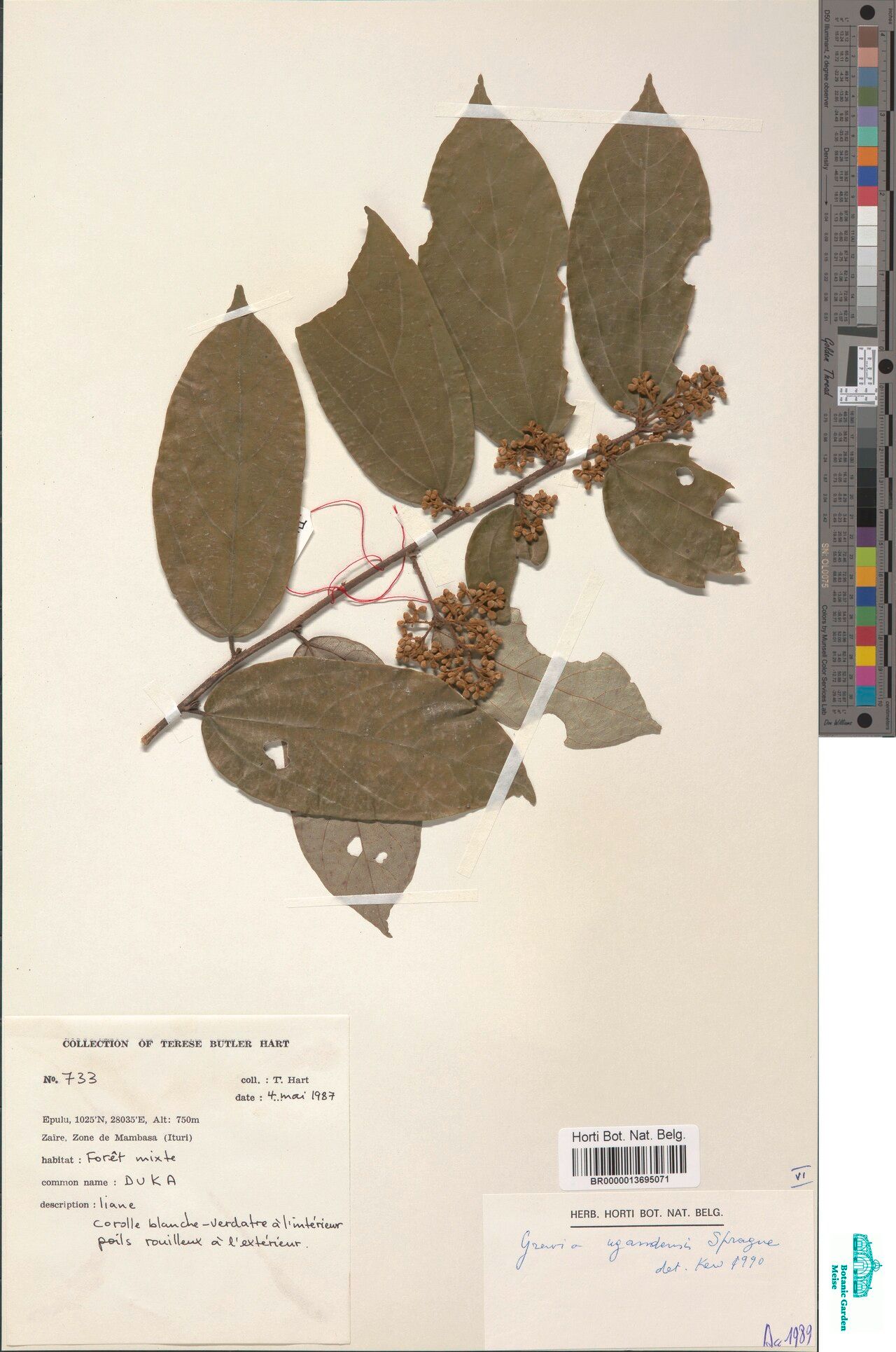 Microcos ugandensis — houseplant care guide