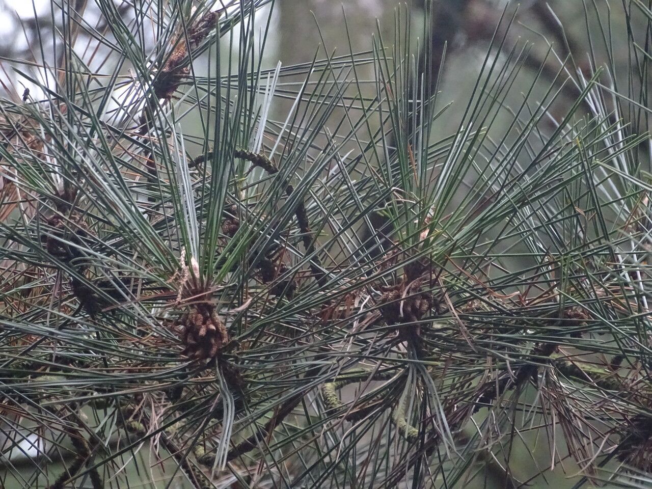 Pinus hwangshanensis leaf