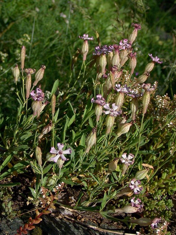 Silene vallesia habit