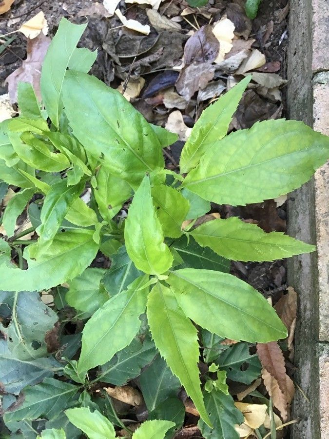 Salvia miniata — search result for 'Belize'