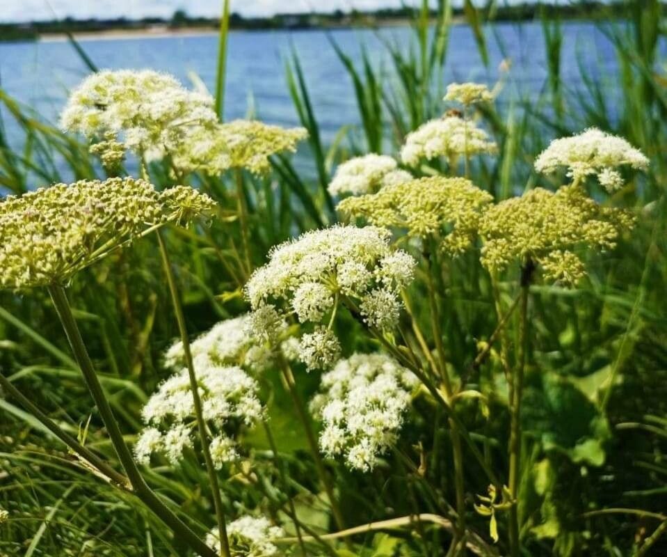 Cicuta maculata flower