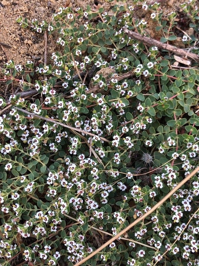 Euphorbia albomarginata — search result for 'Euphorbiaceae'