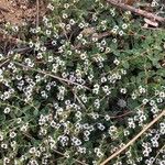 Euphorbia albomarginata