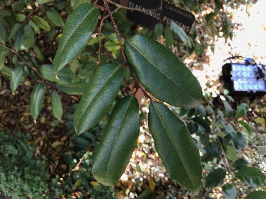Corokia × virgata — related species from the same genus