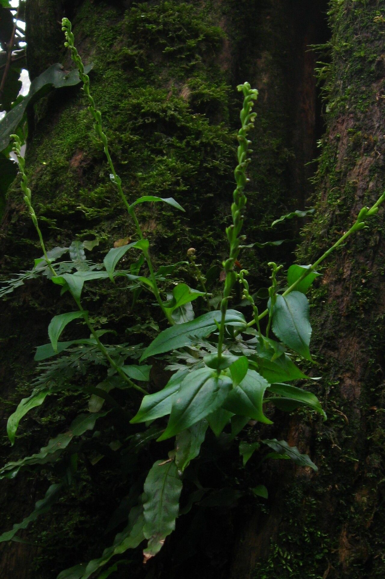 Habenaria microceras — houseplant care guide