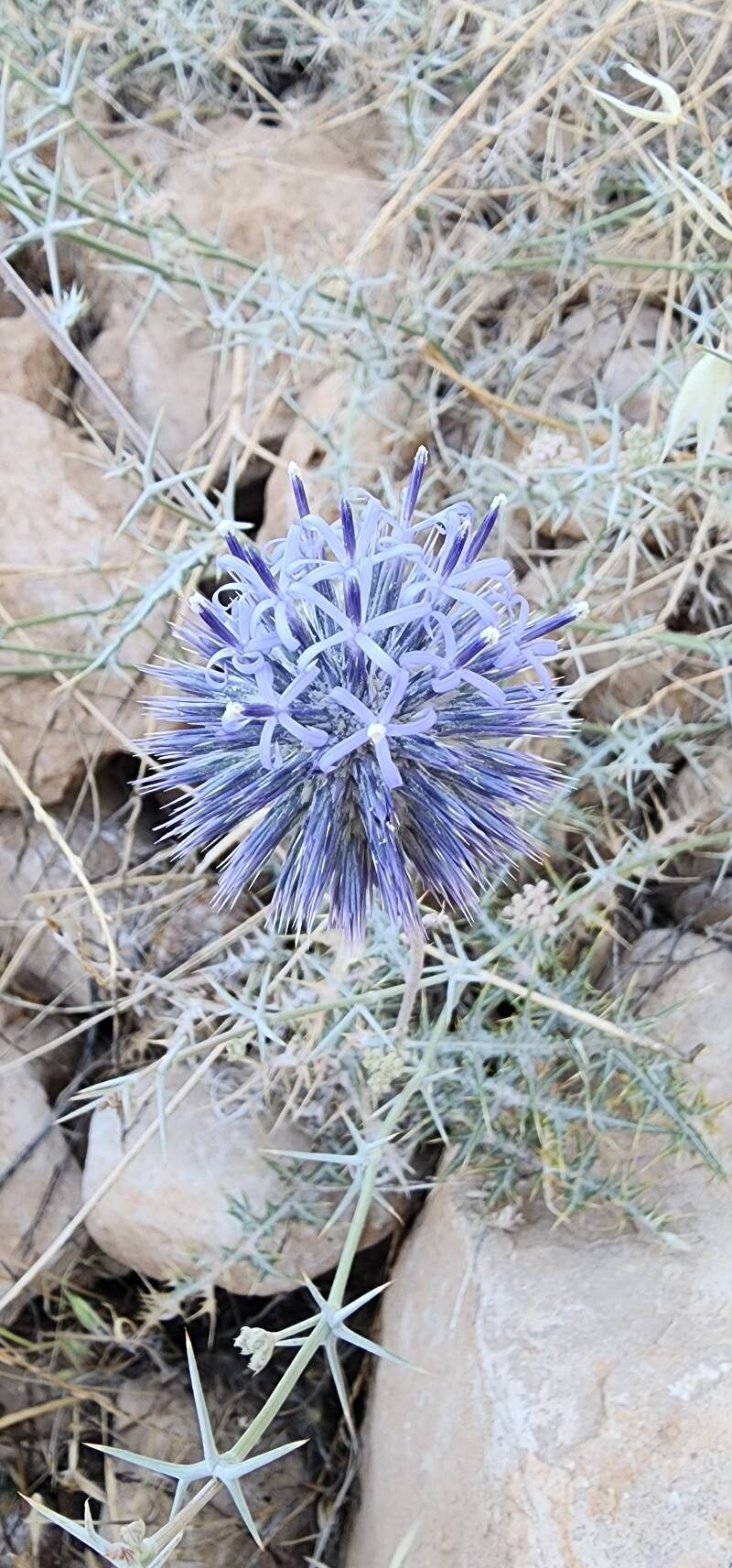 Echinops hebelepis flower