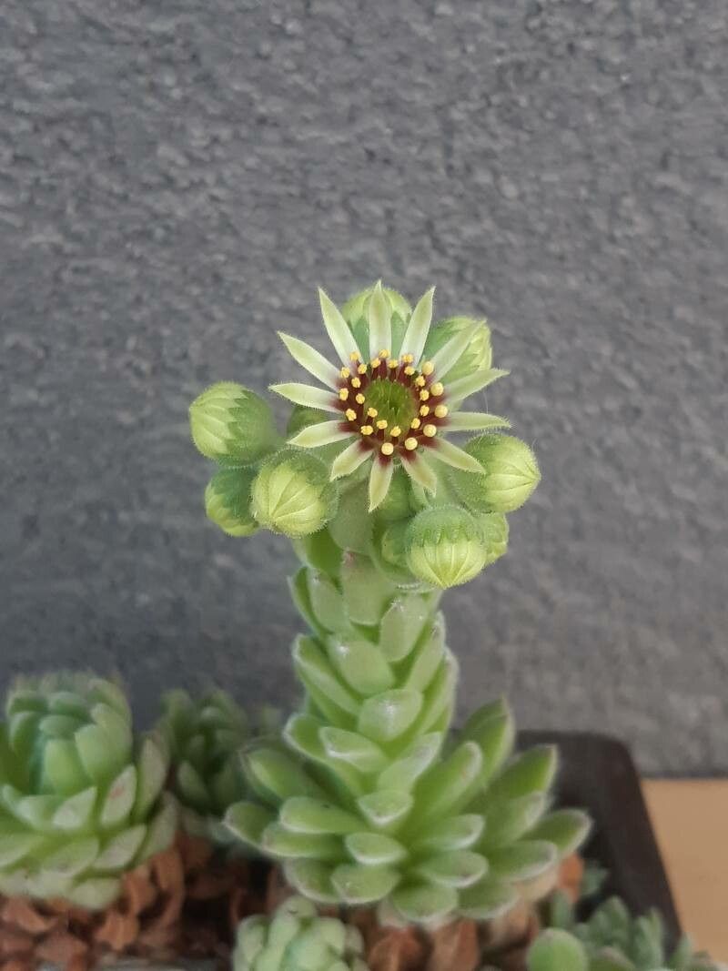 Sempervivum ciliosum flower