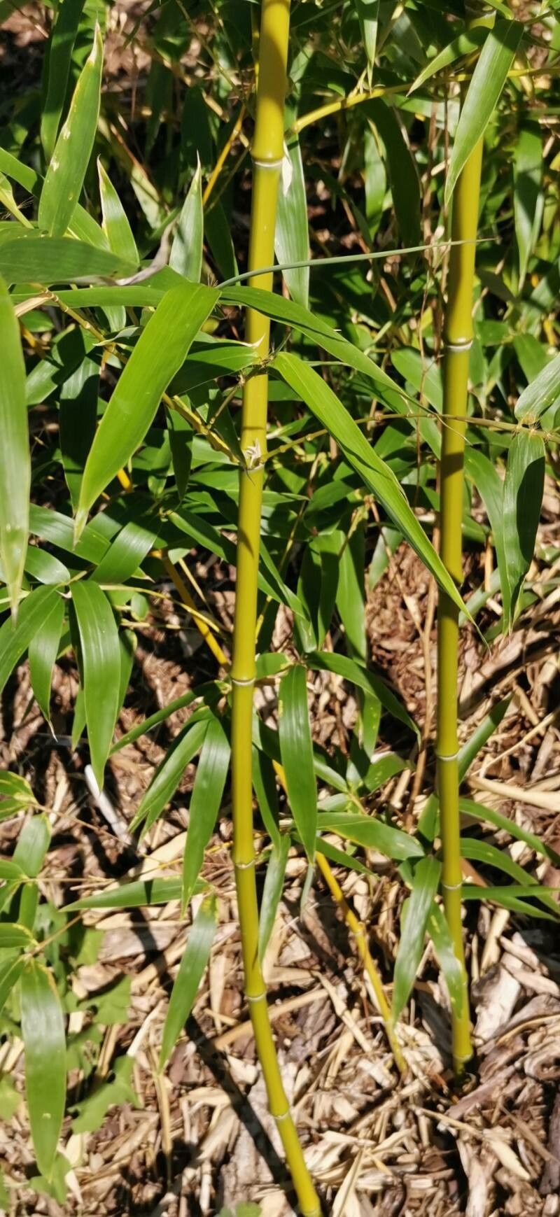 Phyllostachys dulcis bark