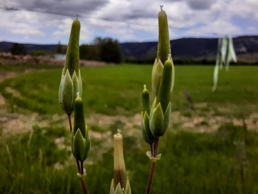 Cerastium perfoliatum fruit